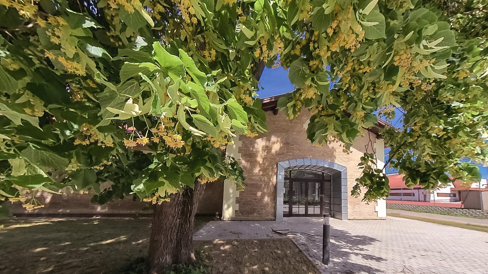 Tolnai Játszóház kávézójának bejárata, előtte egy szép zöld hársfa